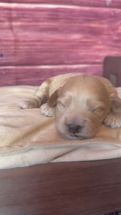 Nova, a female Cockapoo for sale in Shirley, NY – 8 of 9