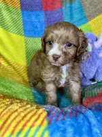 Rolo, a male Cavapoo for sale in Shirley, NY – Photo 6 of 6