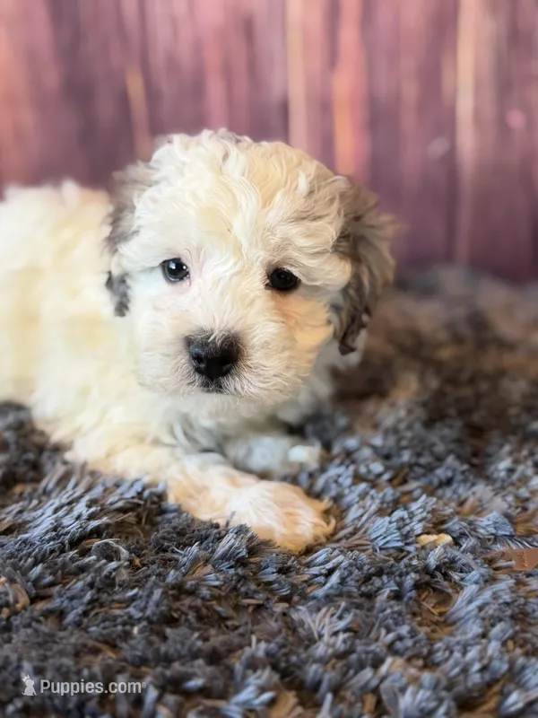 Sawyer – Maltipoo puppy for sale in Shirley, NY