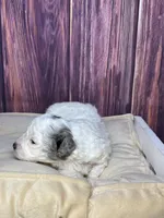 Sawyer, a male Maltipoo for sale in Shirley, NY – Photo 5 of 5