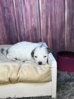 Sawyer, a male Maltipoo for sale in Shirley, NY – Photo 4 of 5