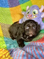 Lady Godiva, a female Cavapoo for sale in Shirley, NY – Photo 2 of 6