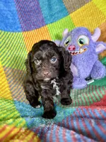 Lady Godiva, a female Cavapoo for sale in Shirley, NY – Photo 6 of 6