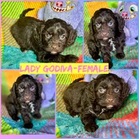 Lady Godiva, a female Cavapoo for sale in Shirley, NY – Photo 4 of 6