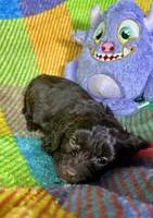 Lady Godiva, a female Cavapoo for sale in Shirley, NY – Photo 3 of 6