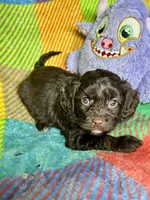 Lady Godiva, a female Cavapoo for sale in Shirley, NY – Photo 5 of 6