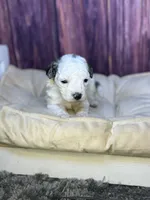 Sawyer, a male Maltipoo for sale in Shirley, NY – Photo 2 of 5