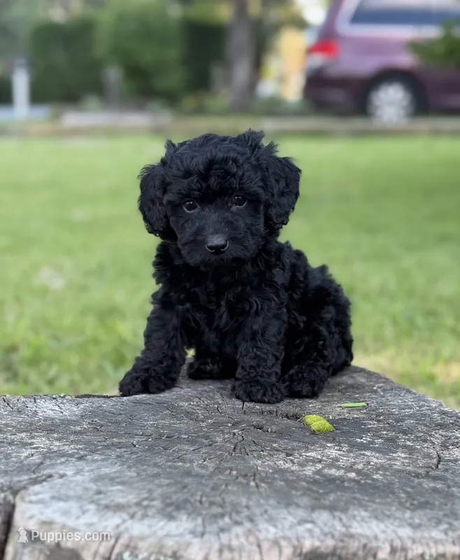 Nora  – Cockapoo puppy for sale in Shirley, NY