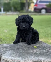 Nora , a female Cockapoo for sale in Shirley, NY – 1 of 8