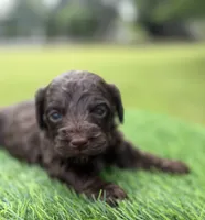 Nash, a male Cockapoo for sale in Shirley, NY – 6 of 10