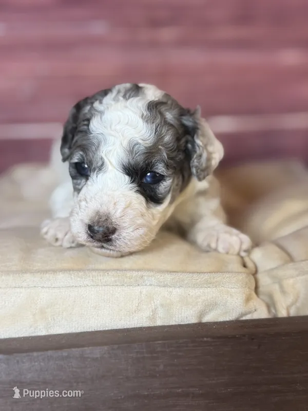 Banner – Poodle - Toy  puppy for sale in Shirley, NY