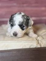 Banner, a male Poodle - Toy  for sale in Shirley, NY – 4 of 8