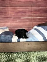 Leo, a male Maltipoo for sale in Shirley, NY – 2 of 4