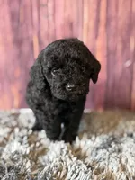 Axel, a male Cockapoo for sale in Shirley, NY – Photo 2 of 4