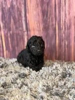 Axel, a male Cockapoo for sale in Shirley, NY – Photo 4 of 4