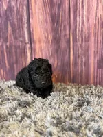 Axel, a male Cockapoo for sale in Shirley, NY – Photo 2 of 4