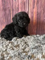 Axel, a male Cockapoo for sale in Shirley, NY – Photo 4 of 4