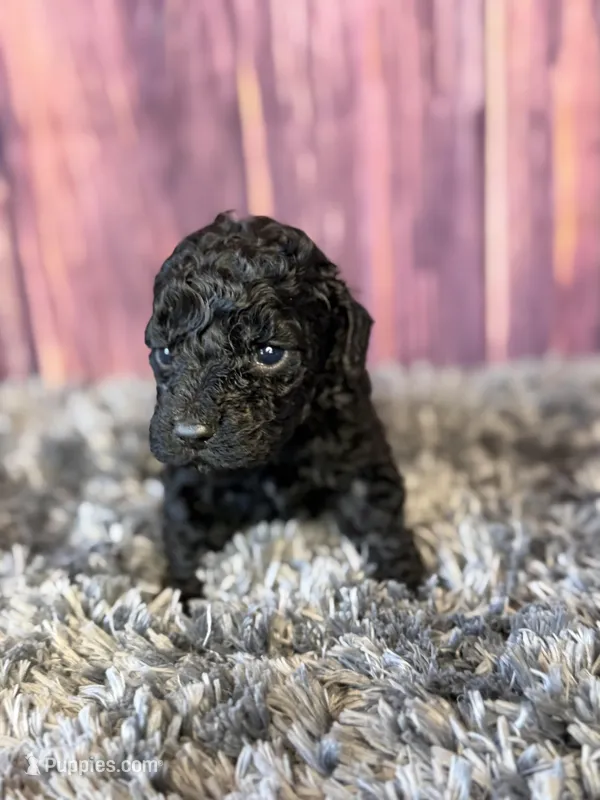 Axel – Cockapoo puppy for sale in Shirley, NY