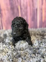 Axel, a male Cockapoo for sale in Shirley, NY – Photo 1 of 4