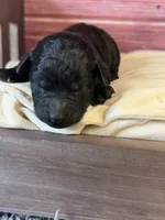 Bruno, a male Poodle - Toy  for sale in Shirley, NY – 3 of 5