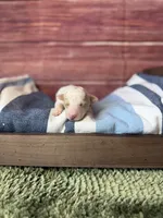 Atlas, a male Maltipoo for sale in Shirley, NY – 3 of 5