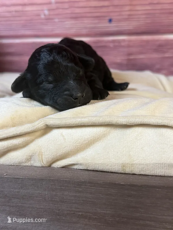 Nora  – Cockapoo puppy for sale in Shirley, NY