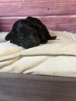 Nora , a female Cockapoo for sale in Shirley, NY – 1 of 5