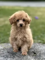 Mary, a female Poodle - Miniature  for sale in Shirley, NY – Photo 1 of 3