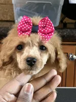 Mary, a female Poodle - Miniature  for sale in Shirley, NY – Photo 2 of 3