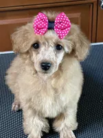 Mary, a female Poodle - Miniature  for sale in Shirley, NY – Photo 3 of 3