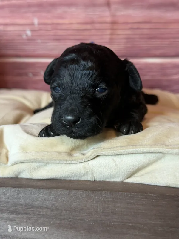 Nora  – Cockapoo puppy for sale in Shirley, NY