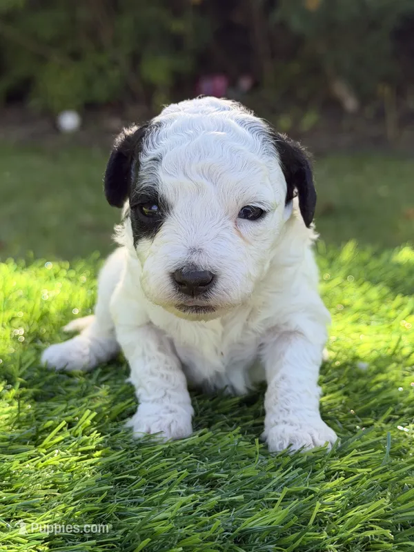 Elsie – Maltipoo puppy for sale in Shirley, NY
