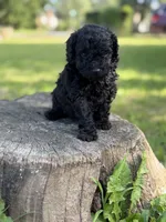 Bruno, a male Poodle - Toy  for sale in Shirley, NY – 5 of 6
