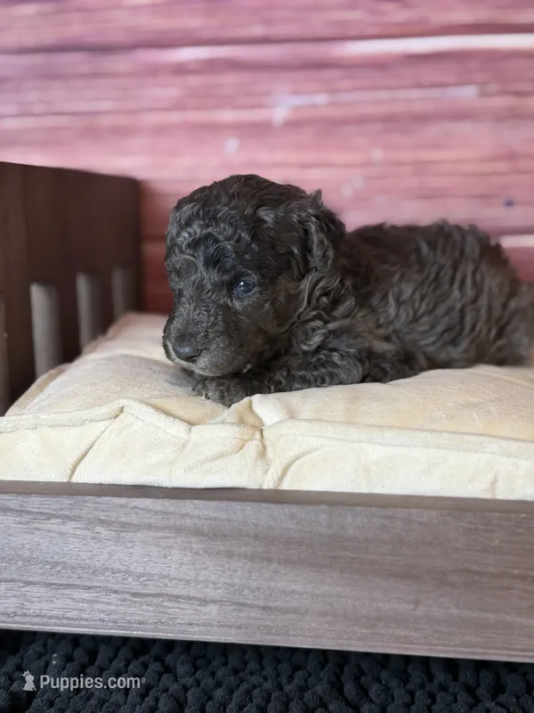 Bane (dark blue Merle) – Poodle - Toy  puppy for sale in Shirley, NY