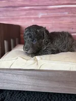 Bane (dark blue Merle), a male Poodle - Toy  for sale in Shirley, NY – 1 of 10