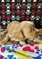 Holly, a female Cavapoo for sale in Shirley, NY – Photo 2 of 9