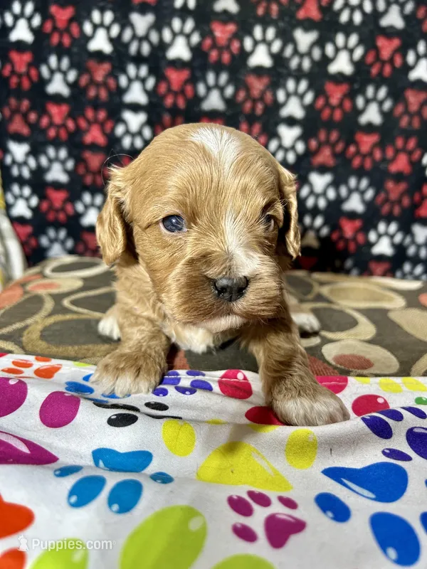 Holly, a female Cavapoo for sale in Shirley, NY – Photo 1 of 9