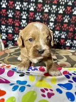 Holly, a female Cavapoo for sale in Shirley, NY – Photo 1 of 9