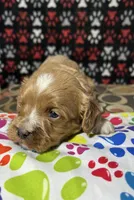 Holly, a female Cavapoo for sale in Shirley, NY – Photo 4 of 9