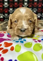 Holly, a female Cavapoo for sale in Shirley, NY – Photo 8 of 9