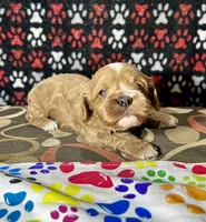 Holly, a female Cavapoo for sale in Shirley, NY – Photo 3 of 9