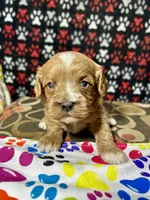 Holly, a female Cavapoo for sale in Shirley, NY – Photo 7 of 9