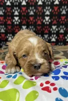 Holly, a female Cavapoo for sale in Shirley, NY – Photo 5 of 9