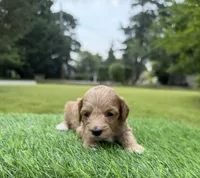 Nala, a female Cockapoo for sale in Shirley, NY – 2 of 10