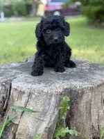 Nora , a female Cockapoo for sale in Shirley, NY – 3 of 8