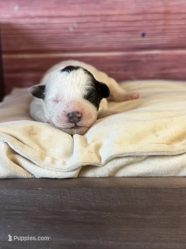 Boston – Poodle - Toy  puppy for sale in Shirley, NY