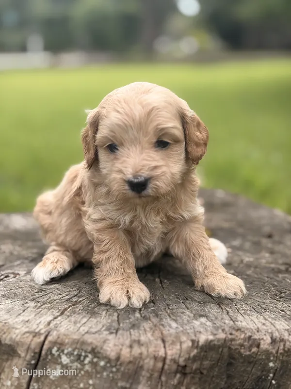 Nova – Cockapoo puppy for sale in Shirley, NY