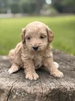 Nova, a female Cockapoo for sale in Shirley, NY – 1 of 9
