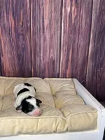 processed/87827859-3a9c-4f84-b570-27076a68ec94/listing/9bc3a681-aad1-4686-9339-ddae58910841/07f8366c-52bd-4c00-aad6-fc7c00abbffc