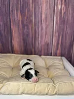 processed/87827859-3a9c-4f84-b570-27076a68ec94/listing/9bc3a681-aad1-4686-9339-ddae58910841/4e612b49-c937-4155-a45d-e6c4fb872846